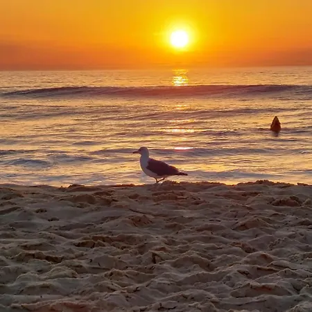 Annabelle Duplex à Dans Les Landes Entre Océan Et Forêts De Pins