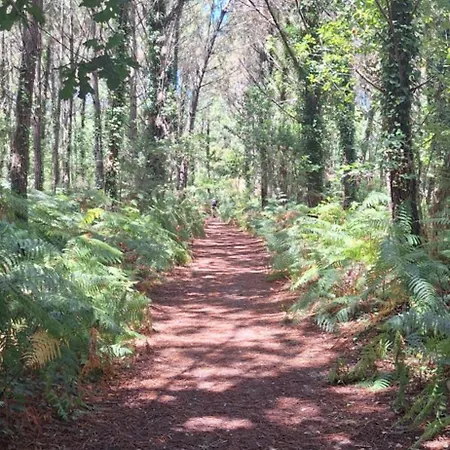 Annabelle Duplex A Dans Les Landes Entre Ocean Et Forets De Pins *