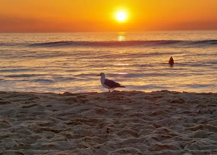 Annabelle Duplex A Dans Les Landes Entre Ocean Et Forets De Pins