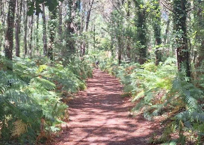 Annabelle Duplex A Dans Les Landes Entre Ocean Et Forets De Pins *